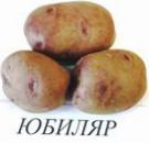 φωτογραφία Πατάτες ποικιλία Yubilyar
