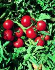 foto I pomodori la cultivar Olga F1