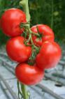 Photo Tomatoes grade Gangut F1 