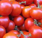Photo Tomatoes grade Sindel F1