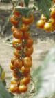 foto I pomodori la cultivar Uvertyura-NK F1