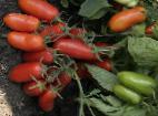 Foto Los tomates variedad Gulliver (selekciya Myazinojj L.A.)