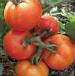 Foto Los tomates variedad Katya F1