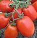 Photo des tomates l'espèce Kubanec F1