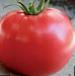 Photo des tomates l'espèce Bokele F1