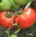 Photo des tomates l'espèce Longf F1