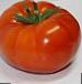 Photo des tomates l'espèce Shelf F1