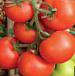 foto I pomodori la cultivar Uragan F1
