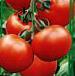 Photo des tomates l'espèce Tajjfun F1