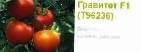 foto I pomodori la cultivar Gravitet F1 (Singenta)
