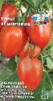 Photo Tomatoes grade Imperiya F1
