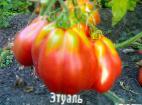 foto I pomodori la cultivar Ehtual