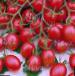 foto I pomodori la cultivar Cherri Rio F1