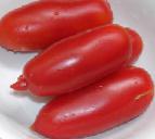 Photo des tomates l'espèce Alye svechi