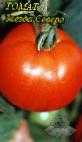 kuva tomaatit laji Zvezda Severa