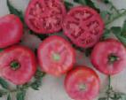 Foto Los tomates variedad Pink Bush F1