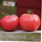 Photo des tomates l'espèce Afen F1