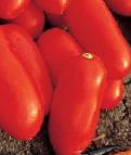 Photo des tomates l'espèce Cilao F1