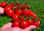foto I pomodori la cultivar Verige F1