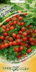 Foto Los tomates variedad Pigmejj