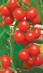 Foto Los tomates variedad Gorozhanin F1