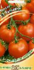 Foto Los tomates variedad Gamayun F1