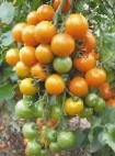 Foto Los tomates variedad Kish-mish oranzhevyjj F1 NK
