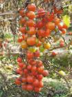 Foto Los tomates variedad Kish-mish krasnyjj F1