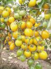 Photo des tomates l'espèce Kish-mish zheltyjj F1