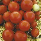 kuva tomaatit laji Florida Petit