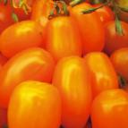 Photo des tomates l'espèce Finik oranzhevyjj F1