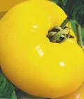 kuva tomaatit laji Gigant Limonnyjj