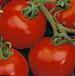 Photo des tomates l'espèce Semko-2003.RU F1