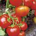 Photo des tomates l'espèce Semko 18 F1