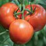 Foto Los tomates variedad Parntjor Semko F1