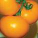 Foto Los tomates variedad Oranzhevyjj Bojj F1