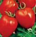 Photo des tomates l'espèce Palenka F1