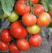 Photo des tomates l'espèce Didzhejj F1