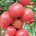 Photo des tomates l'espèce Donna Roza F1