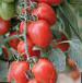 Foto Los tomates variedad Cherri Ira F1
