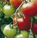 Foto Los tomates variedad Celsus F1