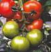 Photo des tomates l'espèce Matador F1