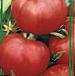 Foto Los tomates variedad Posejjdon F1