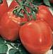 Foto Los tomates variedad Vunderkind F1