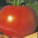 Foto Los tomates variedad Tolstyachok F1