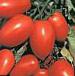 kuva tomaatit laji Semko 101 F1
