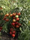 Foto Los tomates variedad Letnijj sad F1 (selekciya Myazinojj L.A.)