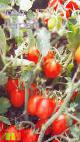 kuva tomaatit laji Detskijj
