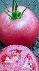 Foto Los tomates variedad Pink Unikum F1