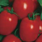 Foto Los tomates variedad Sharada 